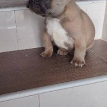 Francuski buldog muško štene
