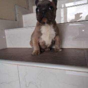 Francuski buldog muško štene