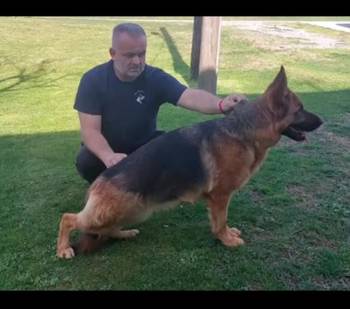 Nemački Ovčari ženska štenad