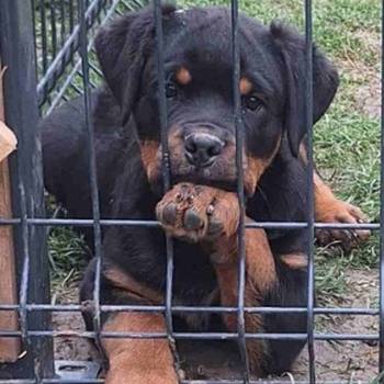 Na prodaju štenad Rottweilera vrhunskog porekla