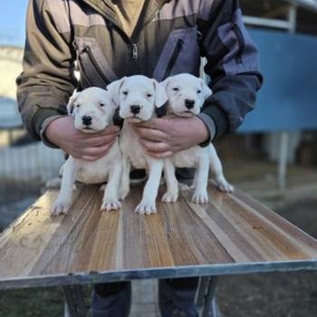 Dogo Argentino štenci