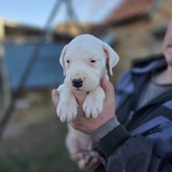Dogo Argentino štenci