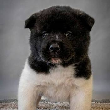 Američka Akita, kvalitetni štenci