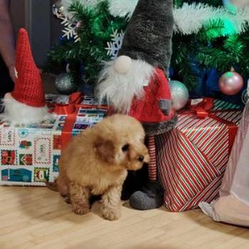 Na prodaju zenska dva steneta, patuljaste pudle, aprikot