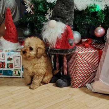 Na prodaju zenska dva steneta, patuljaste pudle, aprikot