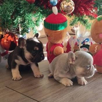 Francuski buldog štenci