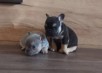 Francuski buldog štenci