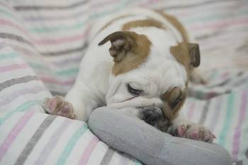 Engleski buldog, vrhunsko leglo