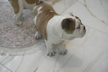 Engleski buldog, vrhunsko leglo