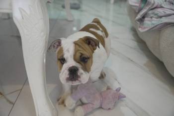 Engleski buldog, vrhunsko leglo