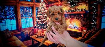 Patuljaste pudle stenci