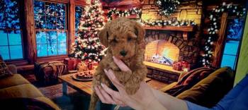 Patuljaste pudle stenci