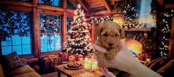 Patuljaste pudle stenci