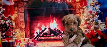 Patuljaste pudle stenci