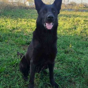 Na prodaju psi nemački ovčari