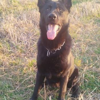 Na prodaju psi nemački ovčari