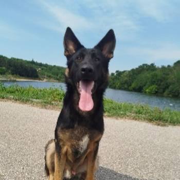 Na prodaju psi nemački ovčari