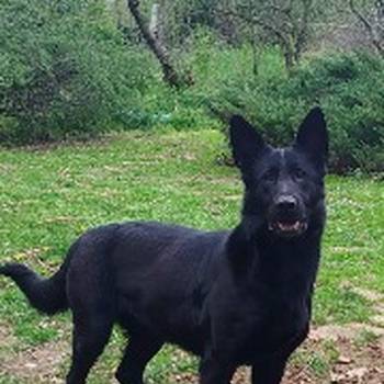 Na prodaju psi nemački ovčari