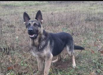 Na prodaju psi nemački ovčari