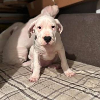 Dogo Argentino