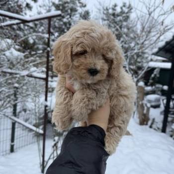 Maltipoo vrhunske genetike