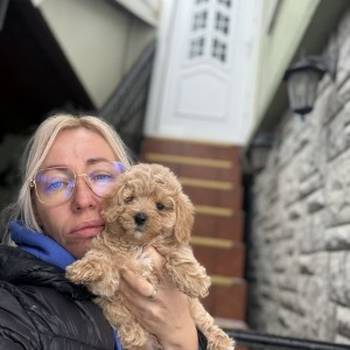 Maltipoo vrhunske genetike