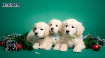 Dostupni za rezervaciju štenci Zlatnog retrivera