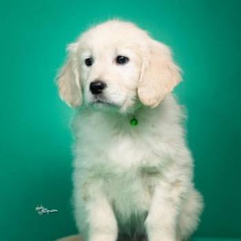 Dostupni za rezervaciju štenci Zlatnog retrivera