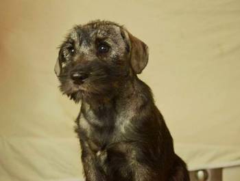 Srednji šnaucer, ženska štenad