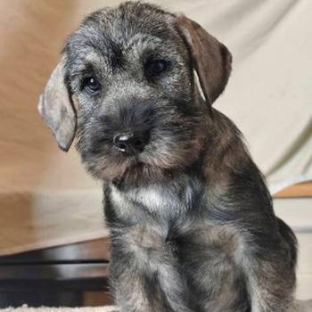 Srednji šnaucer, ženska štenad