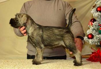 Srednji šnaucer, ženska štenad