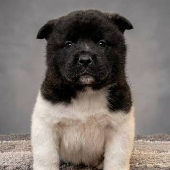 Američka Akita štenci