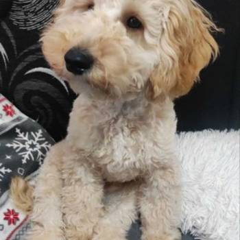 Prelep dečak apricot pudle