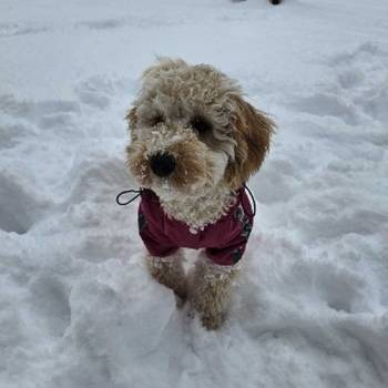 Prelep dečak apricot pudle