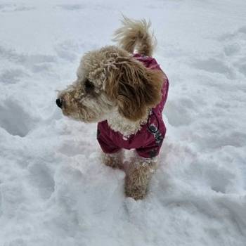 Prelep dečak apricot pudle