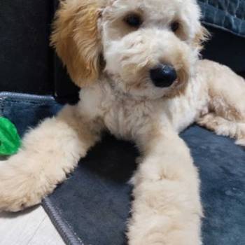 Prelep dečak apricot pudle