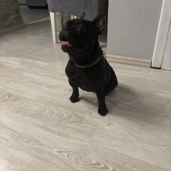 Francuski Buldog, mlad muzijak