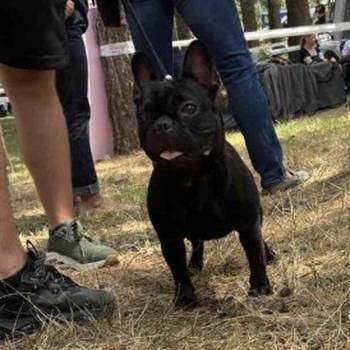 Francuski Buldog, mlad muzijak