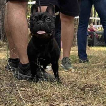 Francuski Buldog, mlad muzijak