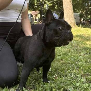 Francuski Buldog, mlad muzijak