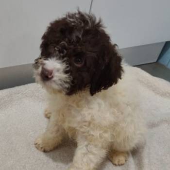 Lagoto romanjolo stenci