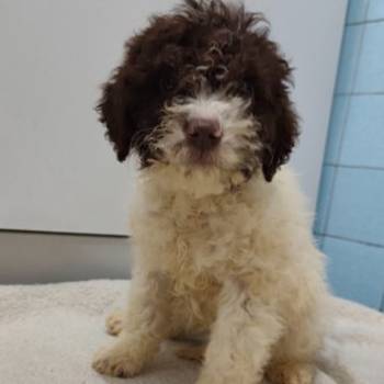 Lagoto romanjolo stenci