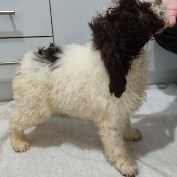 Lagoto romanjolo stenci