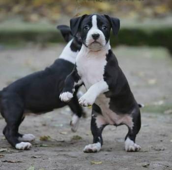 Američki staford terijer prelepi štenci