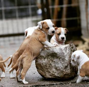 Američki staford terijer prelepi štenci