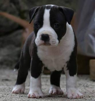 Američki staford terijer prelepi štenci