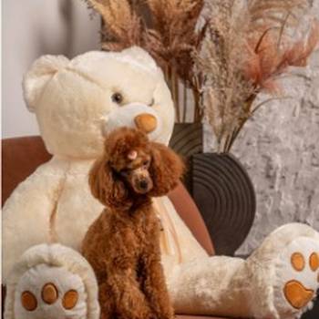 Crvene patuljaste i toy pudle