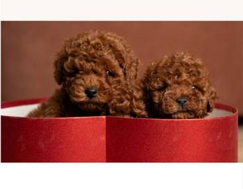 Crvene patuljaste i toy pudle