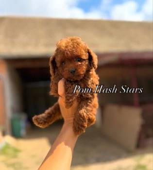 Najmanje pudle, od najlepsih roditelja u Evropi