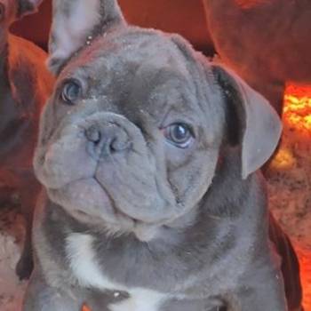 Francuski buldog stenci